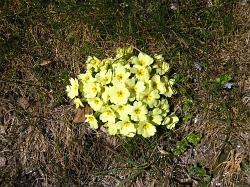 06 primula spontanea